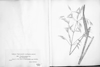 Puccinia graminis image